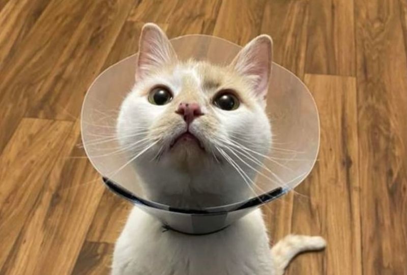 Cat in a surgery cone Cat in a surgery cone
