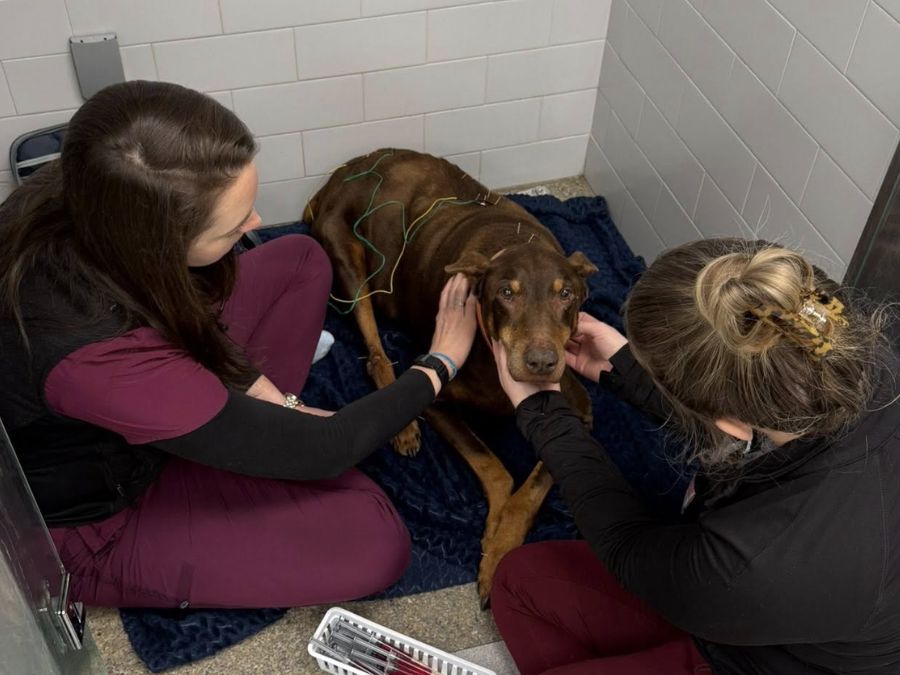 Dog getting acupuncture Dog getting acupuncture