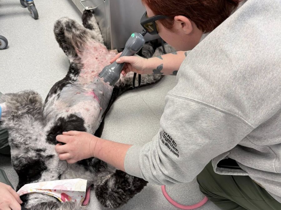 Dog getting laser therapy from veterinary staff Dog getting laser therapy from veterinary staff