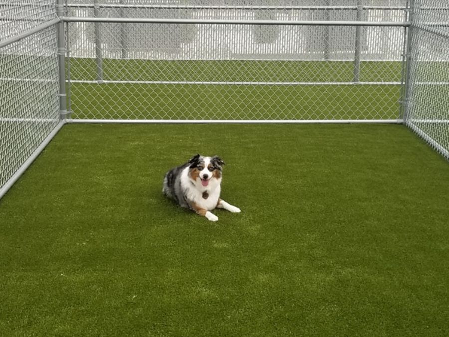 Dog in a boarding pen Dog in a boarding pen