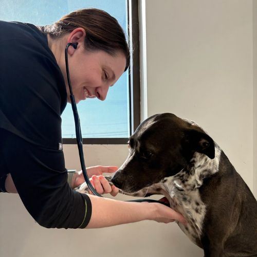 Dr. Hampton working with a dog Dr. Hampton working with a dog