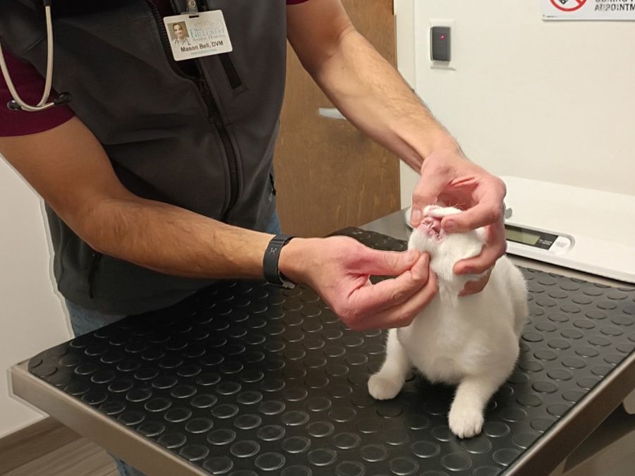 Dr. Mason Bell examining a cat's teeth Dr. Mason Bell examining a cat's teeth