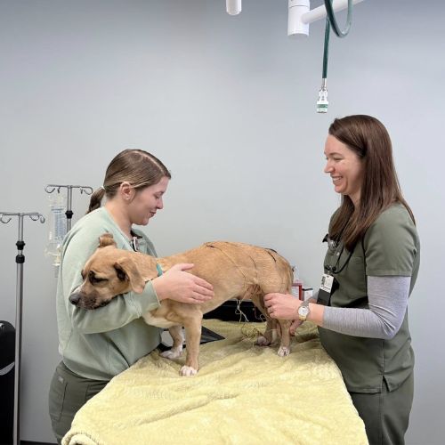 Hillcrest Animal Hospital Staff working with a dog Hillcrest Animal Hospital Staff working with a dog