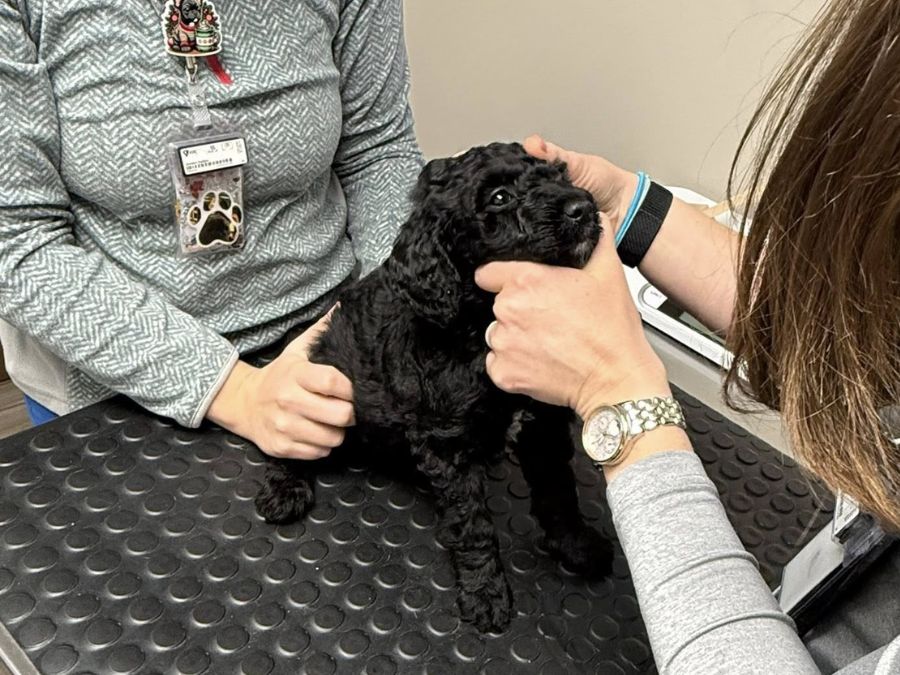 Hillcrest Animal Hospital staff examining a puppy Hillcrest Animal Hospital staff examining a puppy