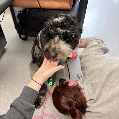Hillcrest Animal Hospital staff giving a dog laser therapy Hillcrest Animal Hospital staff giving a dog laser therapy