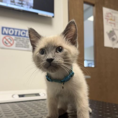 Kitten in the Hillcrest Animal Hospital exam room Kitten in the Hillcrest Animal Hospital exam room
