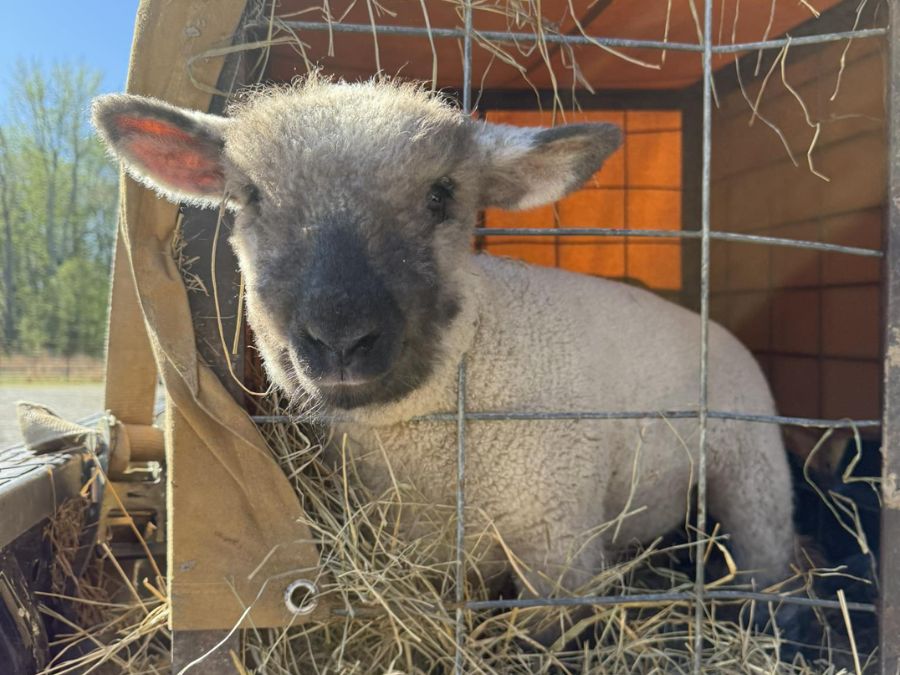 Lamb in a kennel Lamb in a kennel