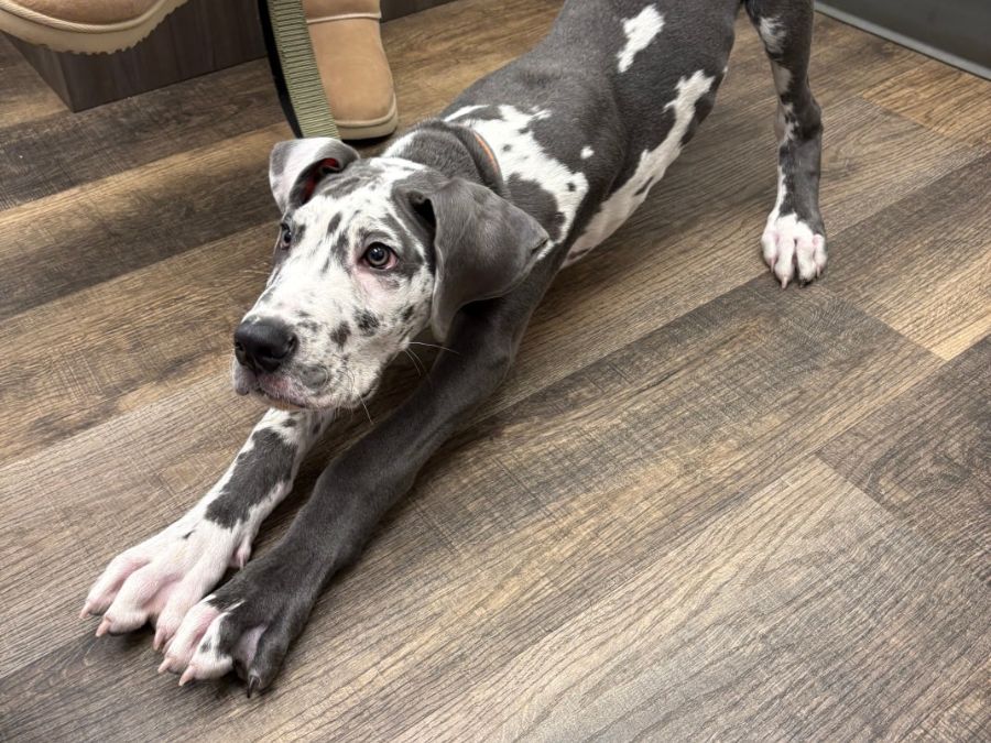 Large puppy stretching Large puppy stretching
