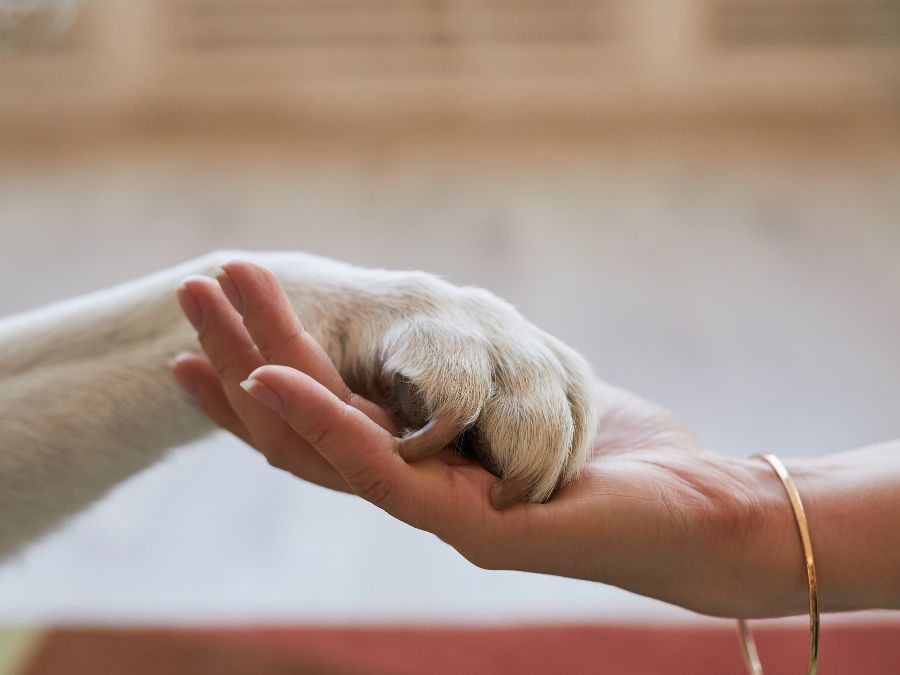 Person holding a pet's paw Person holding a pet's paw