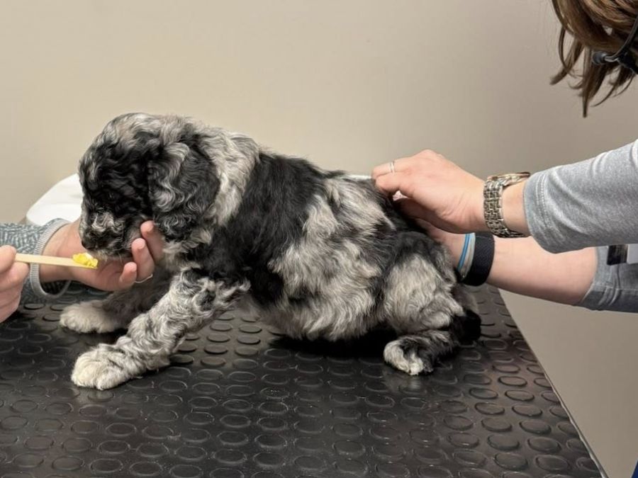 Puppy being examined as it gets a treat from veterinary staff Puppy being examined as it gets a treat from veterinary staff