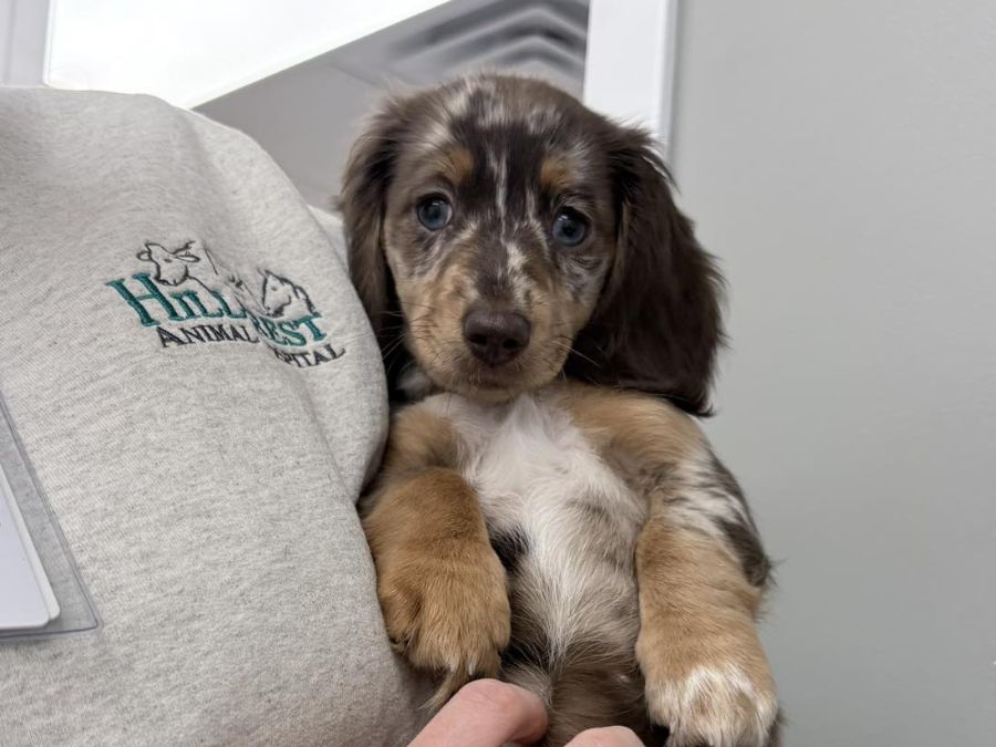 Puppy being held by Hillcrest Animal Hospital staff Puppy being held by Hillcrest Animal Hospital staff