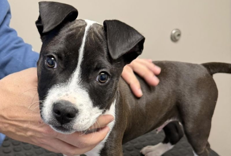 Puppy on an exam table at the vet