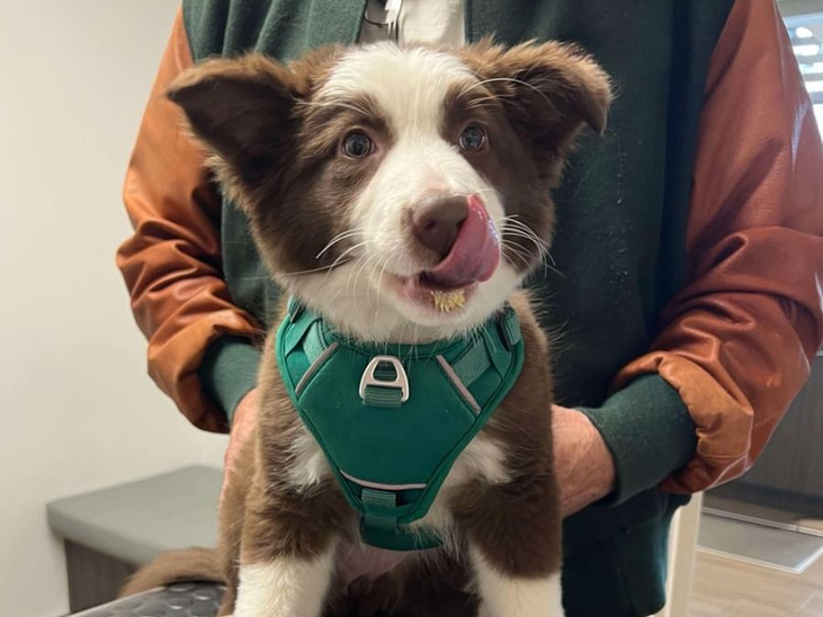 Puppy sitting on the exam table, being held by owner Puppy sitting on the exam table, being held by owner