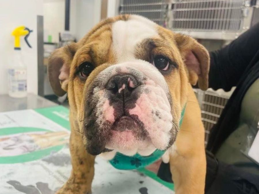 Small bulldog on the exam table Small bulldog on the exam table