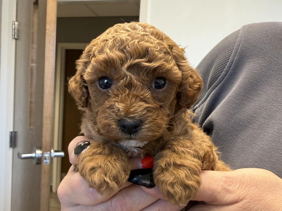 Tiny puppy being held by a staff member Tiny puppy being held by a staff member