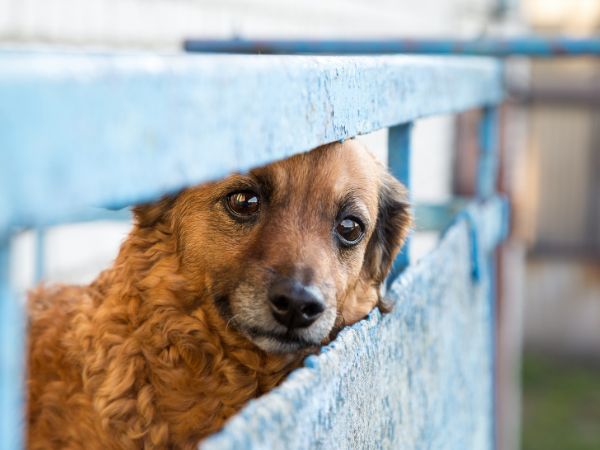 Brown dog peering through fence Brown dog peering through fence