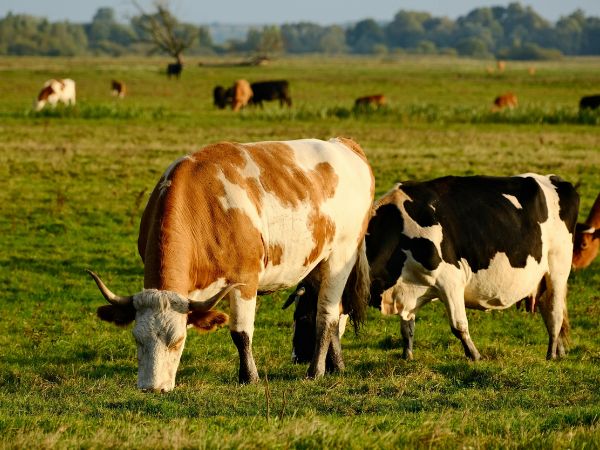 Cows grazing in field