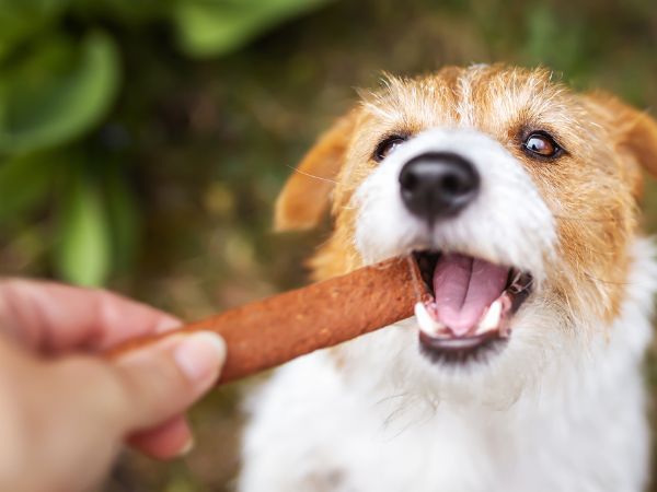 Dog eating treat from hand Dog eating treat from hand