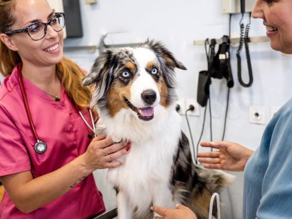 Dog vet visit happy Dog vet visit happy
