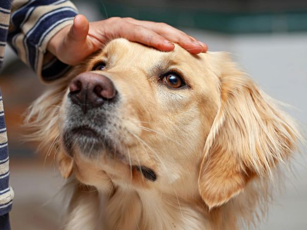 Hand petting golden retriever dog Hand petting golden retriever dog