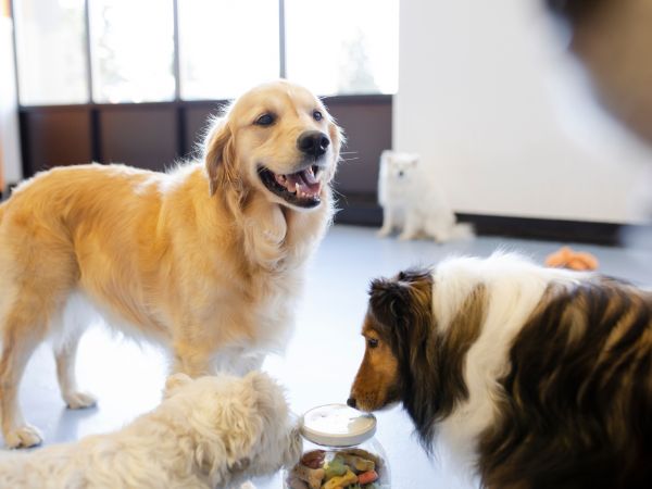 Happy dogs around treats Happy dogs around treats
