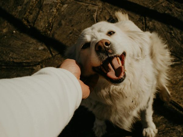 Happy white dog being petted Happy white dog being petted