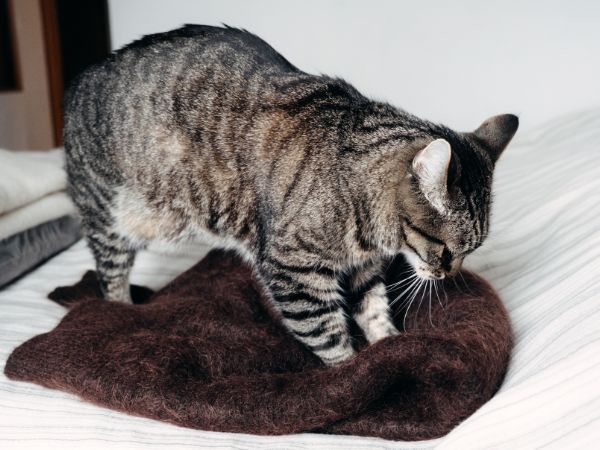 Tabby cat sniffing brown fabric Tabby cat sniffing brown fabric