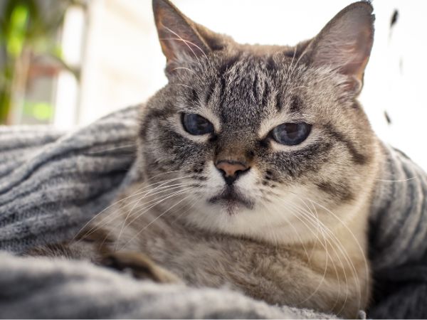 Tabby cat with blue eyes Tabby cat with blue eyes