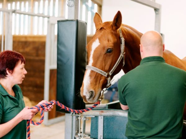 Veterinarian examines horse, patient. Veterinarian examines horse, patient.