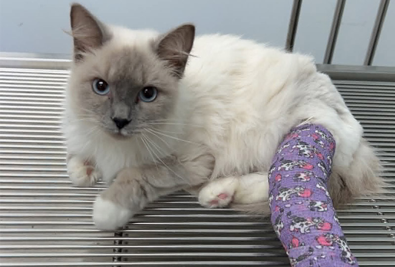 Injured white cat, bandaged leg