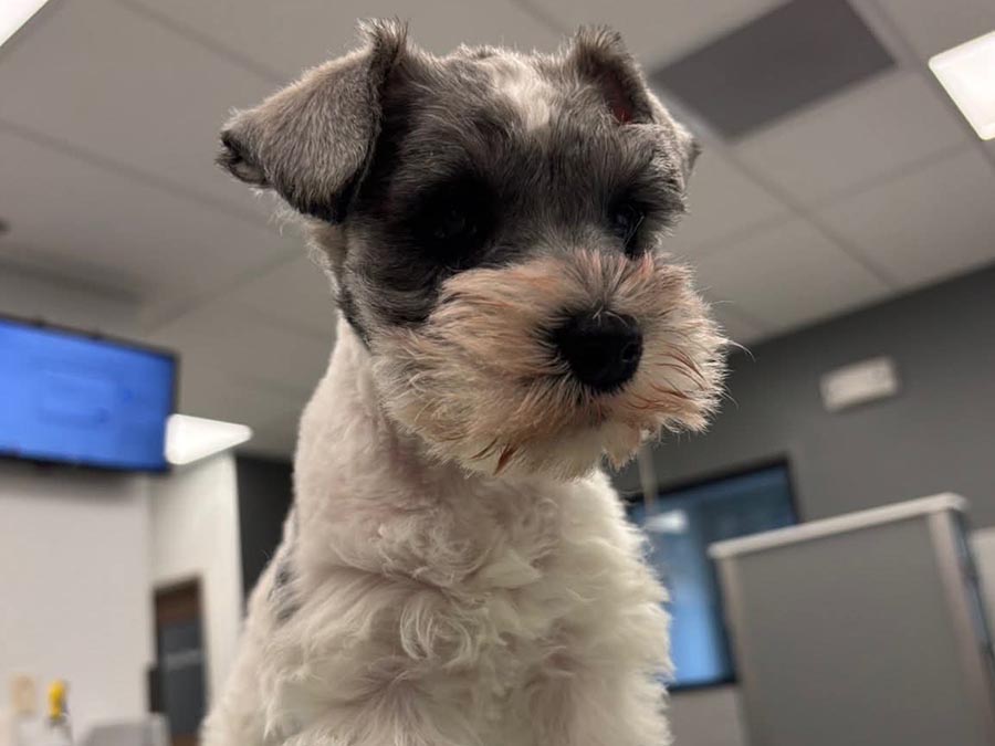 Schnauzer puppy with black nose Schnauzer puppy with black nose