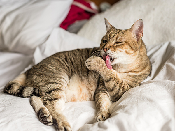 cat wash and stay on a bed cat lying on bed licking paw