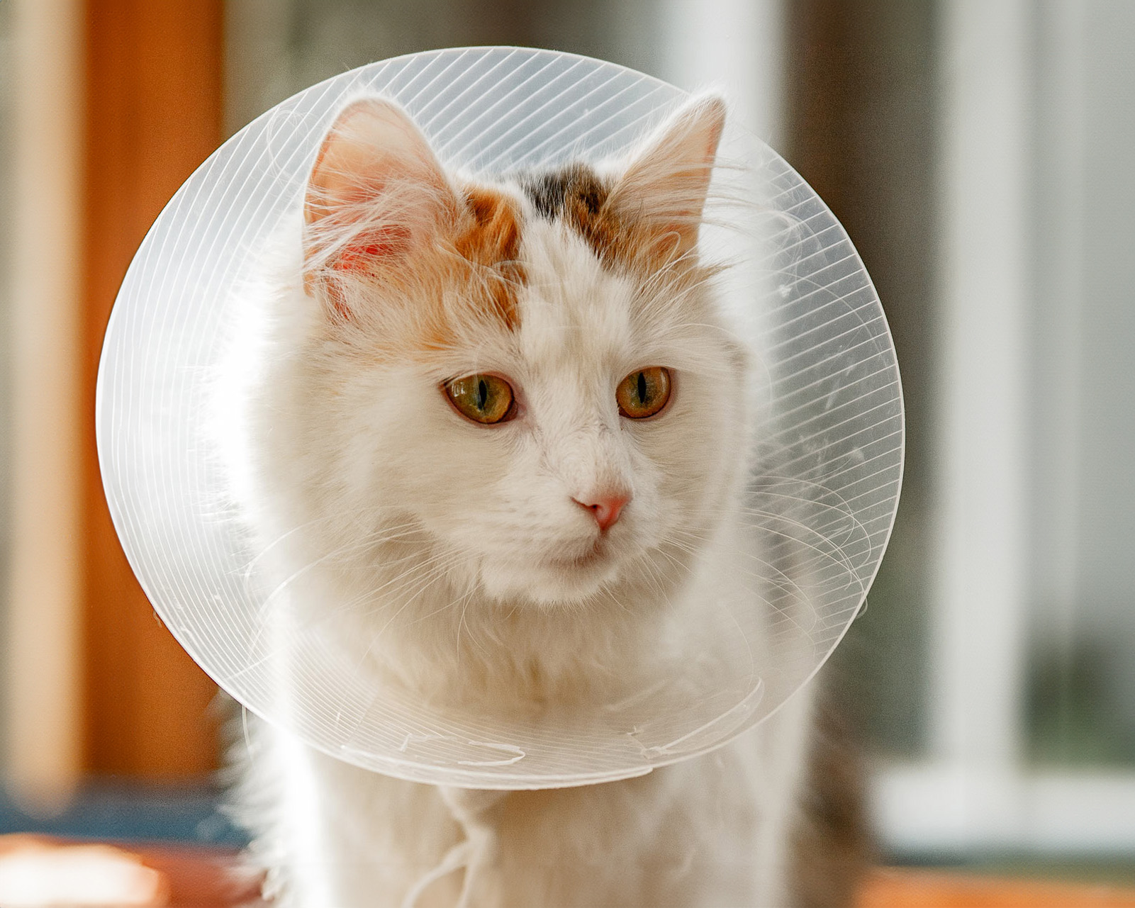 fluffy-cat-wearing-cone cat wearing recovery cone after surgery